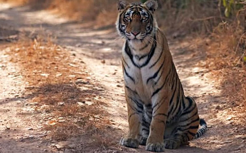 5 Days Golden Triangle Tour with Ranthambhore Tiger Safari